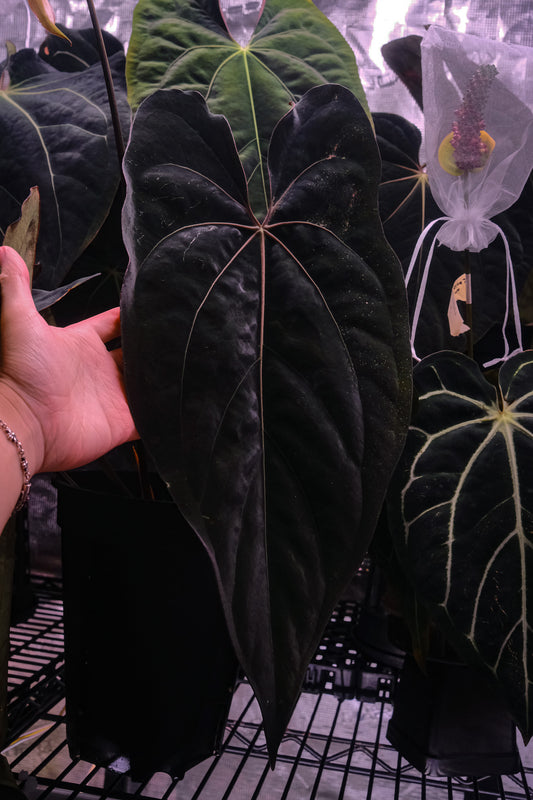 'Rudeus' x Papillilaminum FSRLxFS self