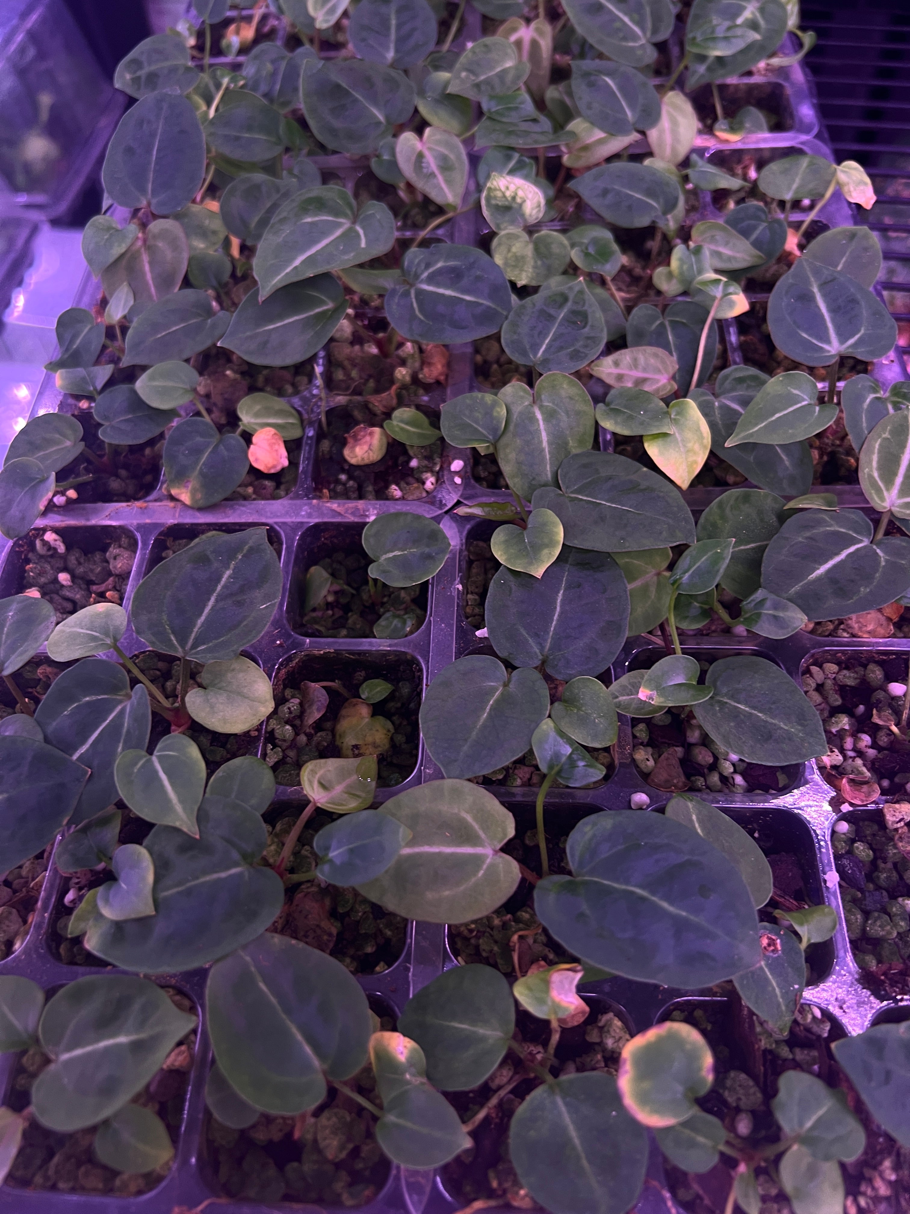 Crystallinum 'ET' x Michelle F2