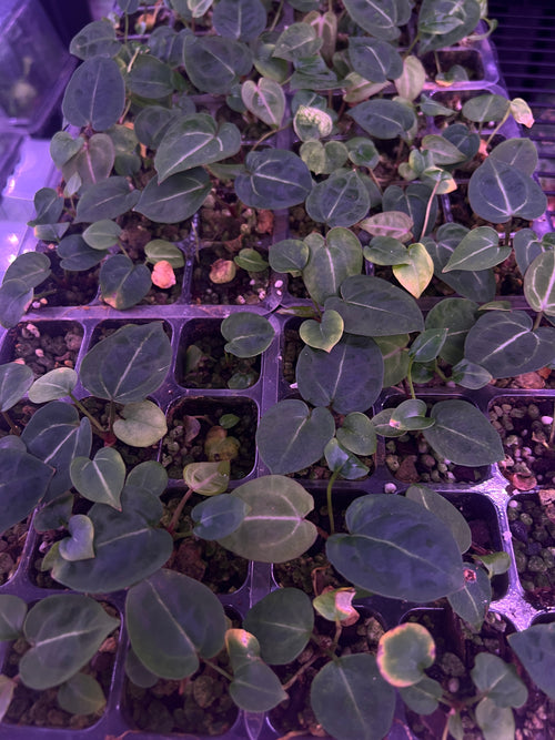 Crystallinum 'ET' x Michelle F2