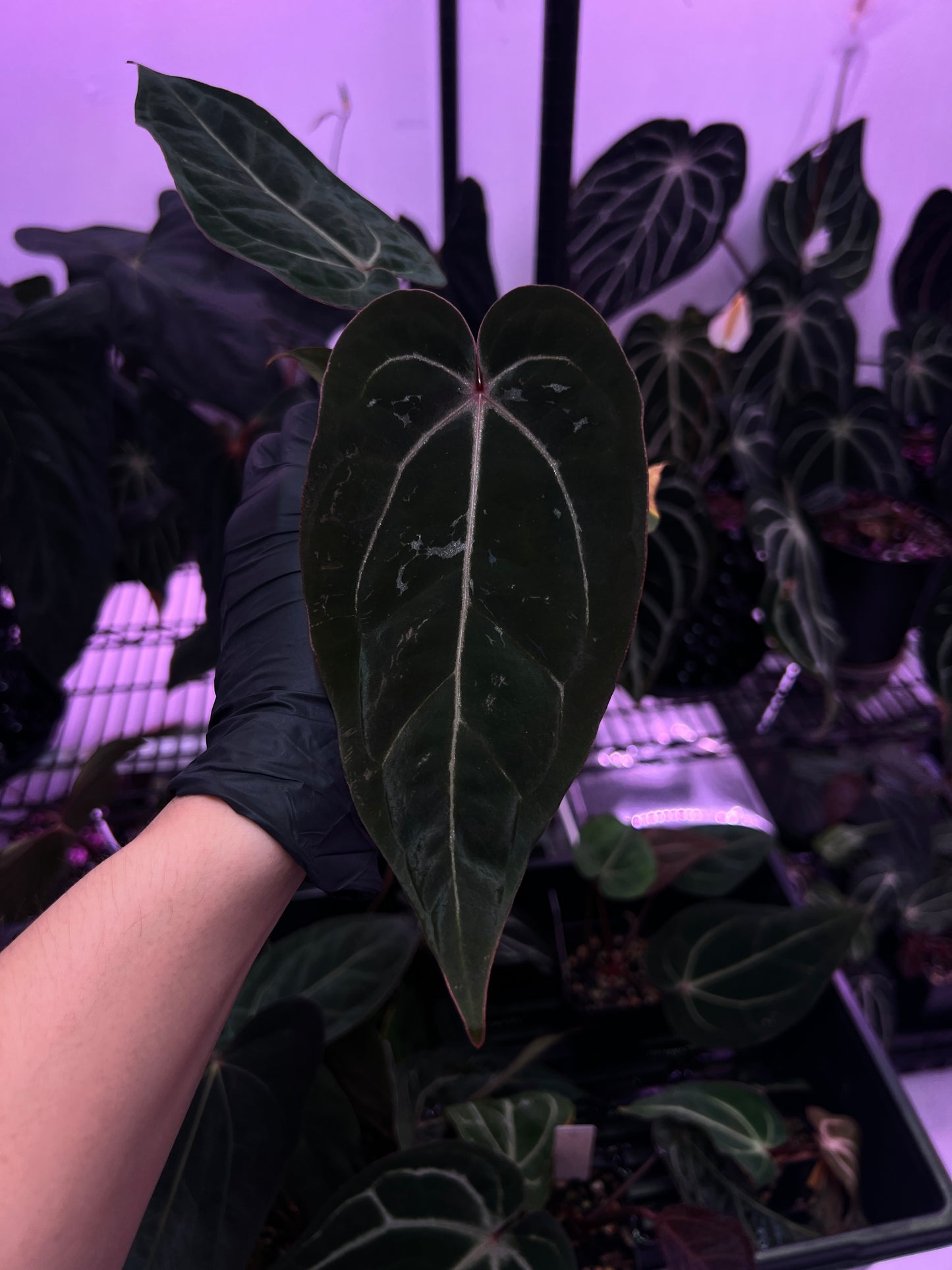 Michelle F2 x CarlaBVEP