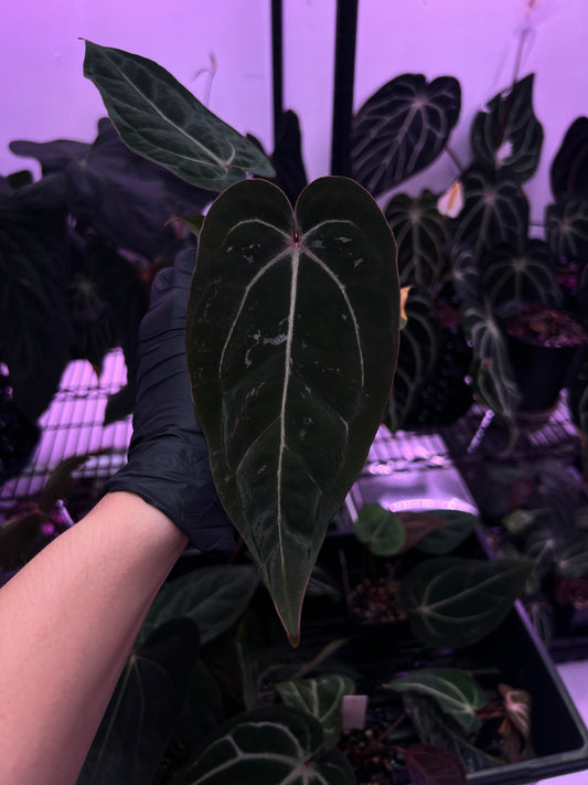 Michelle F2 x CarlaBVEP