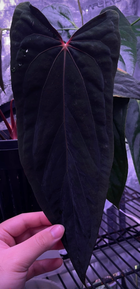 RL self x Mr. Worldwide