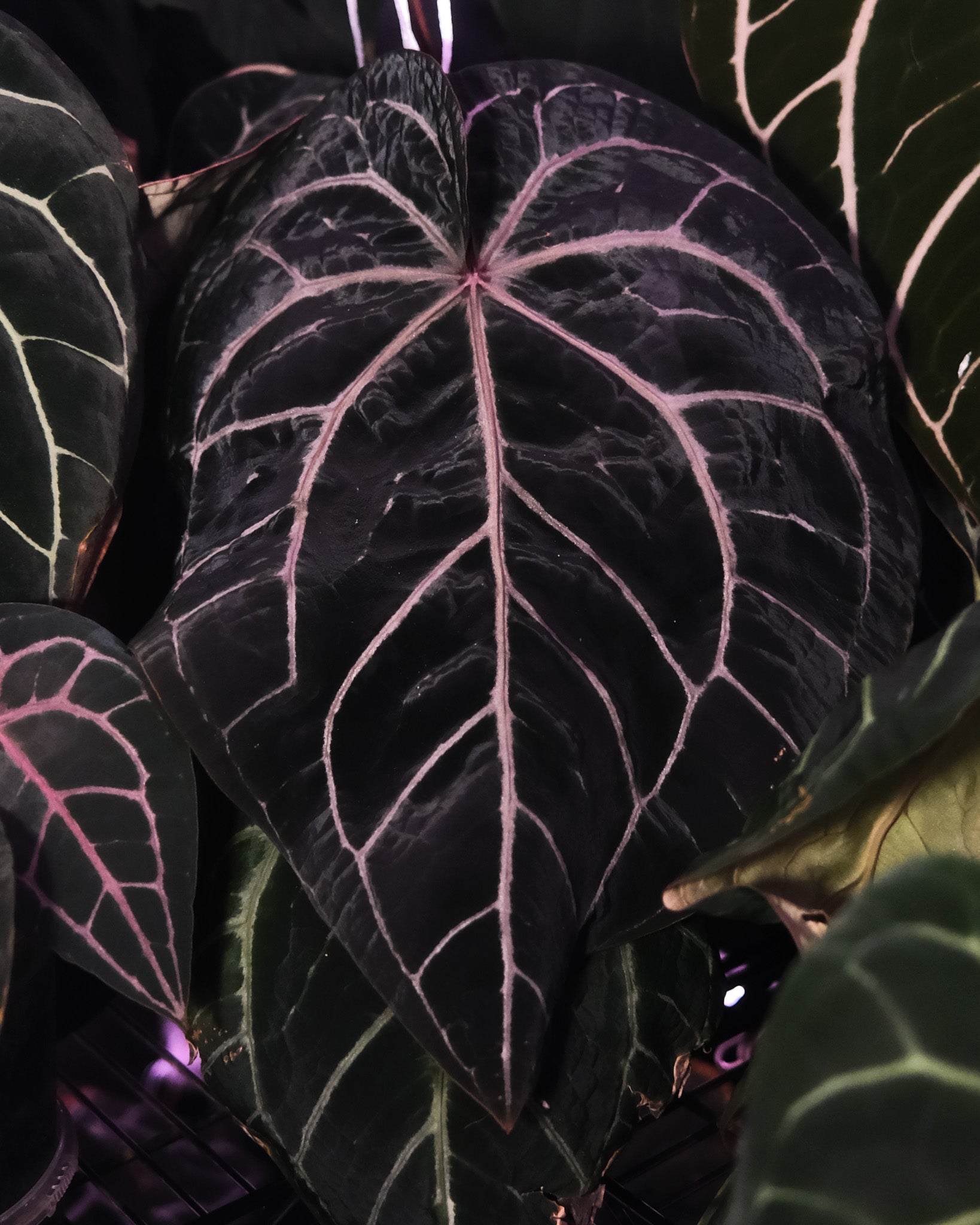 Close-up of a dark green leaf with pink veins against a dark background