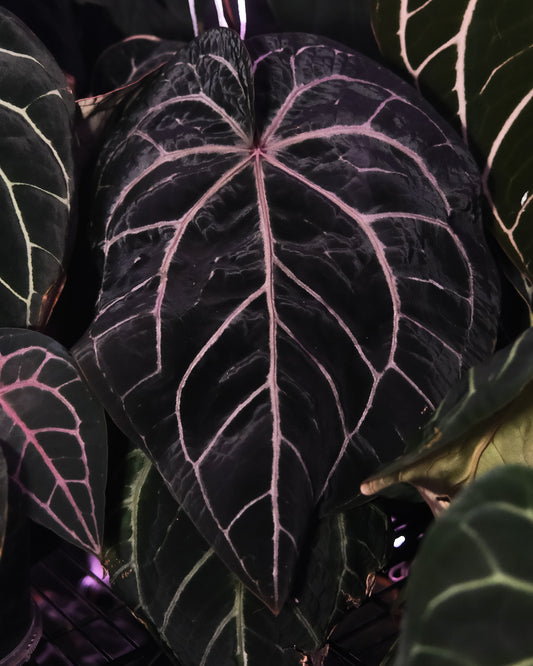 Close-up of a dark green leaf with pink veins against a dark background