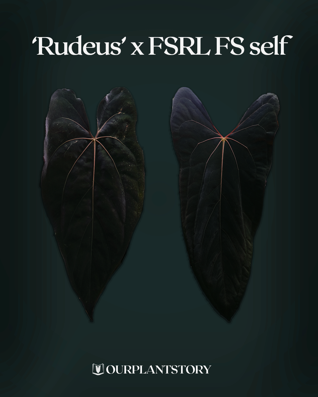 'Rudeus' x Papillilaminum FSRLxFS self