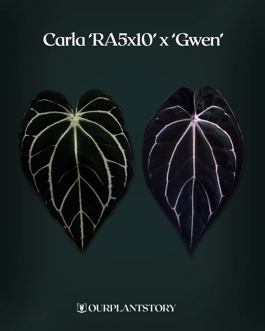 Carlablackiae '5x10' x 'Gwen'