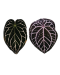 Crystallinum 'ET' x Michelle F2