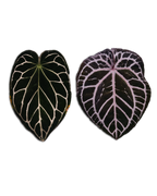 Crystallinum 'ET' x Michelle F2