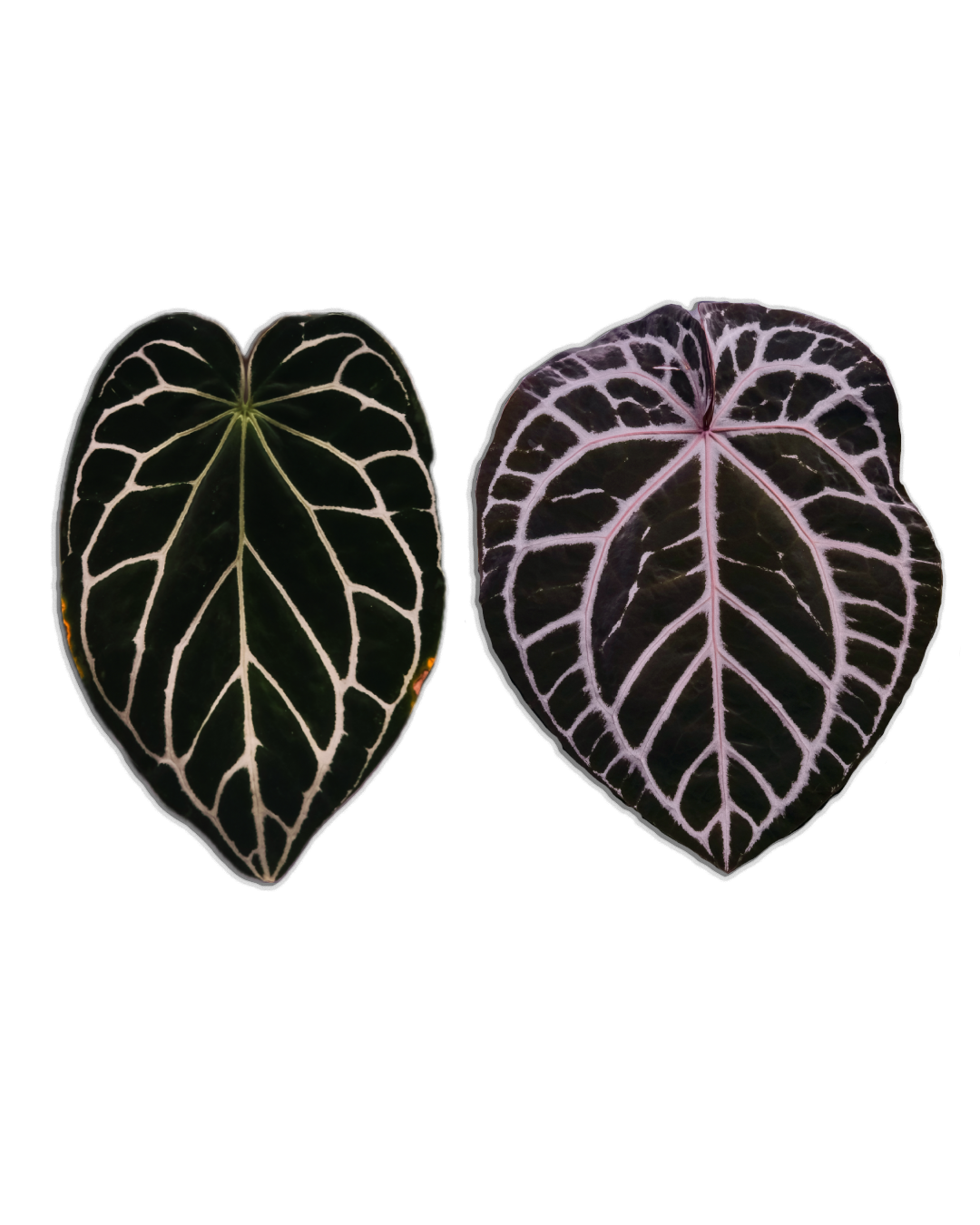 Crystallinum 'ET' x Michelle F2