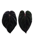 'DressBVEP' x 'RC BVEP