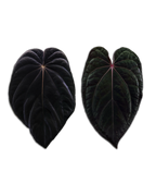 'DressBVEP' x 'RC BVEP