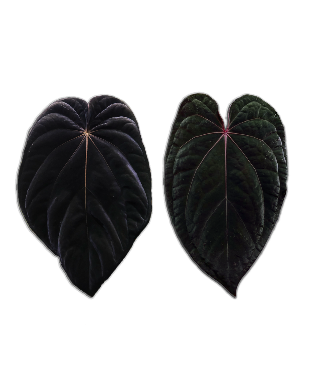 'DressBVEP' x 'RC BVEP