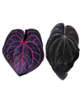 'Nyx' x 'WindyBvep'