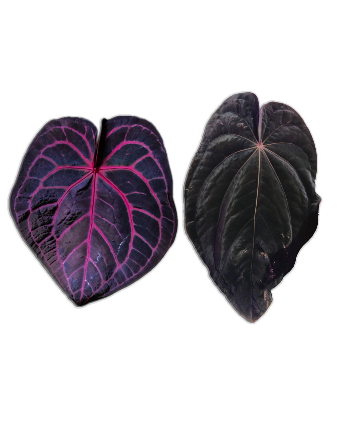 'Nyx' x 'WindyBvep'