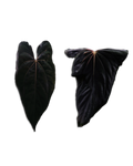 'Rudeus' x RLFS F2 'Lucie'