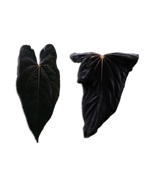 'Rudeus' x RLFS F2 'Lucie'