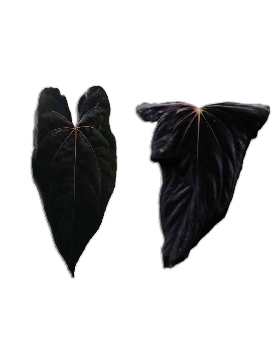 'Rudeus' x RLFS F2 'Lucie'