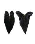 'Rudeus' x Portillae 'DF'