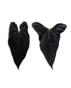 'Rudeus' x Portillae 'DF'