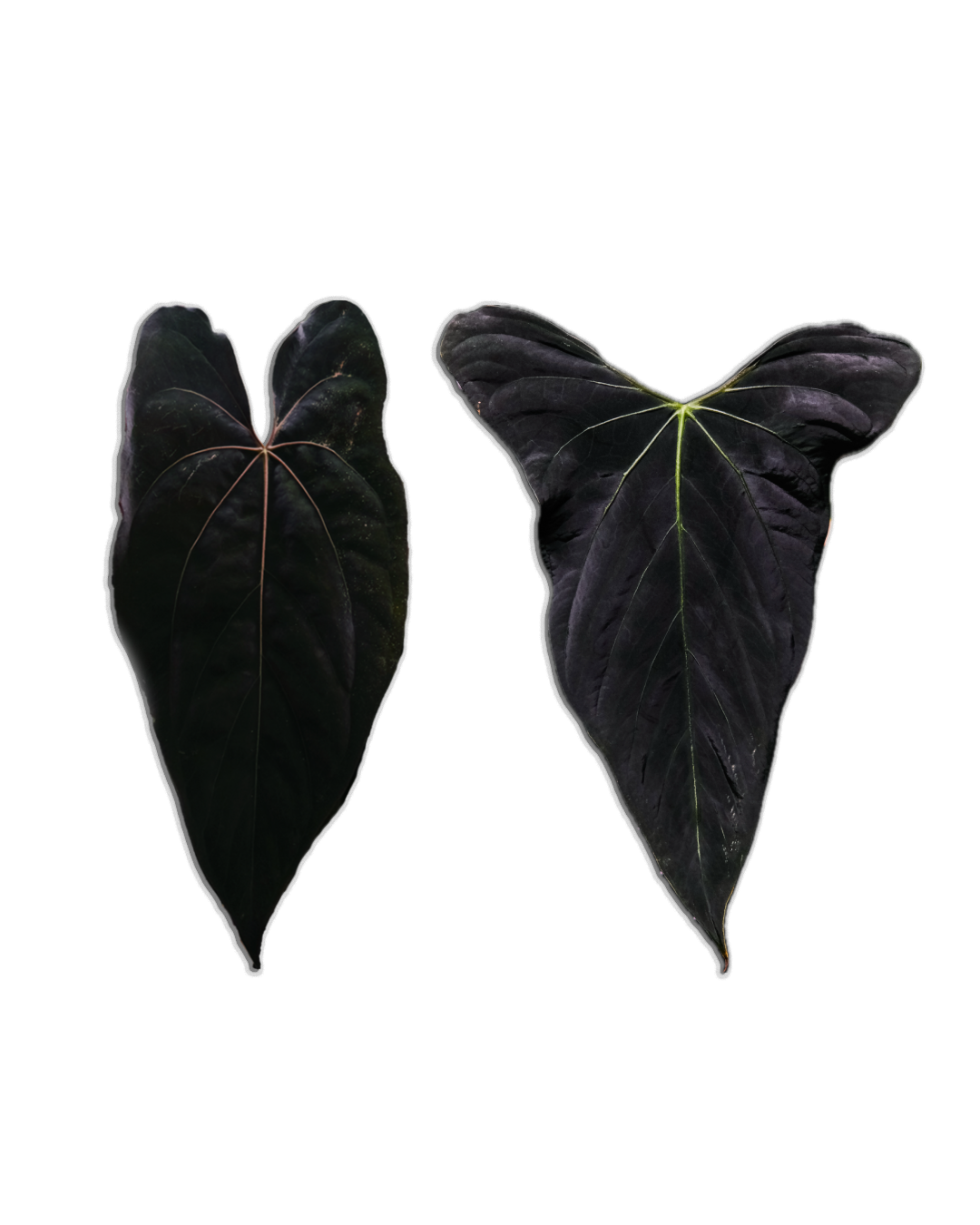 'Rudeus' x Portillae 'DF'