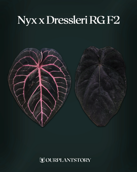 'Nyx' x Dressleri RG F2
