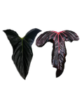 (Subsignatum x Papillilaminum 'Marie') x 'Nocturnal'
