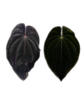 'WindyBVEP' F2