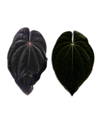 'WindyBVEP' F2