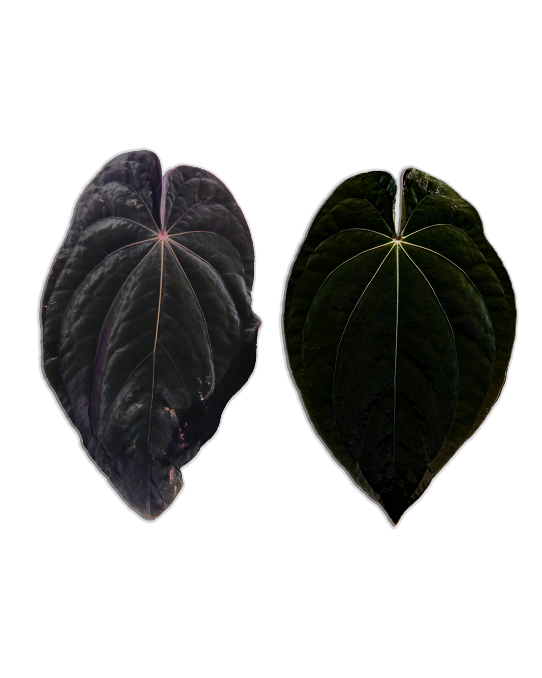 'WindyBVEP' F2